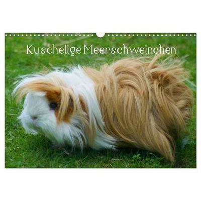 Kuschelige Meerschweinchen (Wandkalender 2027 DIN A3 quer), CALVENDO Monatskalender