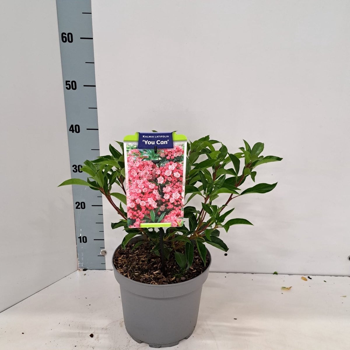 Kalmia lat. 'You Can' Berglaurier in pot