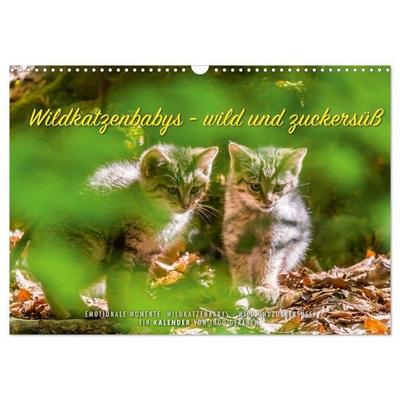 Wildkatzenbabys - wild und zuckersüß. (Wandkalender 2027 DIN A3 quer), CALVENDO Monatskalender