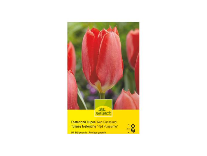 Select Fosteriana Tulpen Purissima