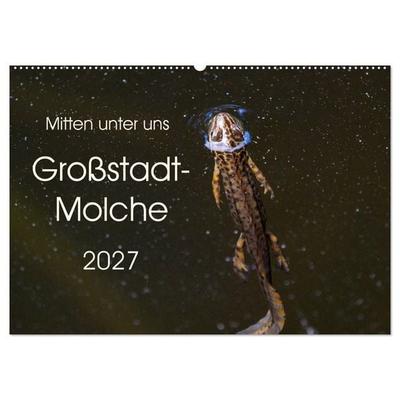 Mitten unter uns - Großstadt-Molche (Wandkalender 2027 DIN A2 quer), CALVENDO Monatskalender