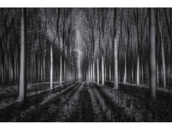 Fototapete PAPERMOON Photo-Art JINGSHU ZHU, IN DEN WALD , bunt, B:3,5m L:2,6m, Vlies, Tapeten, Fototapete