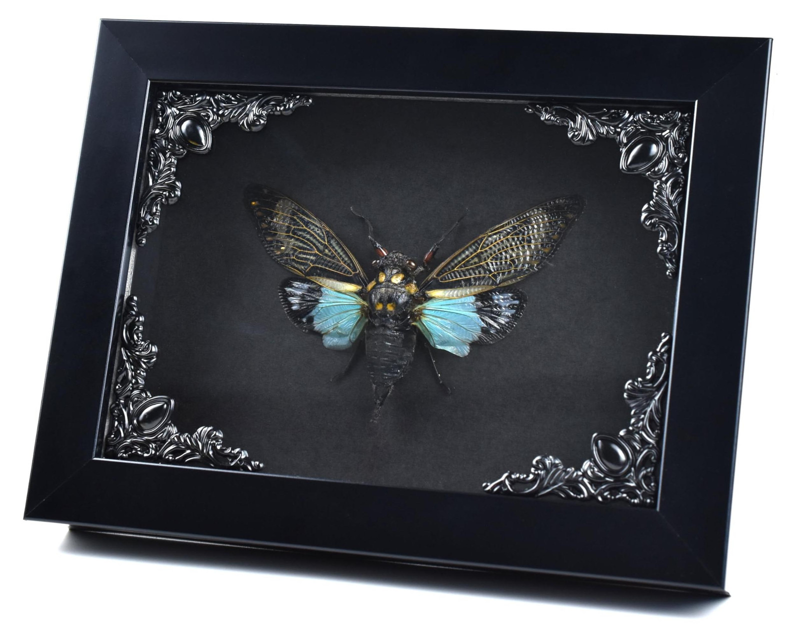 Insect in Gothic Shadow Box Lijst voor Unieke Decoratie
