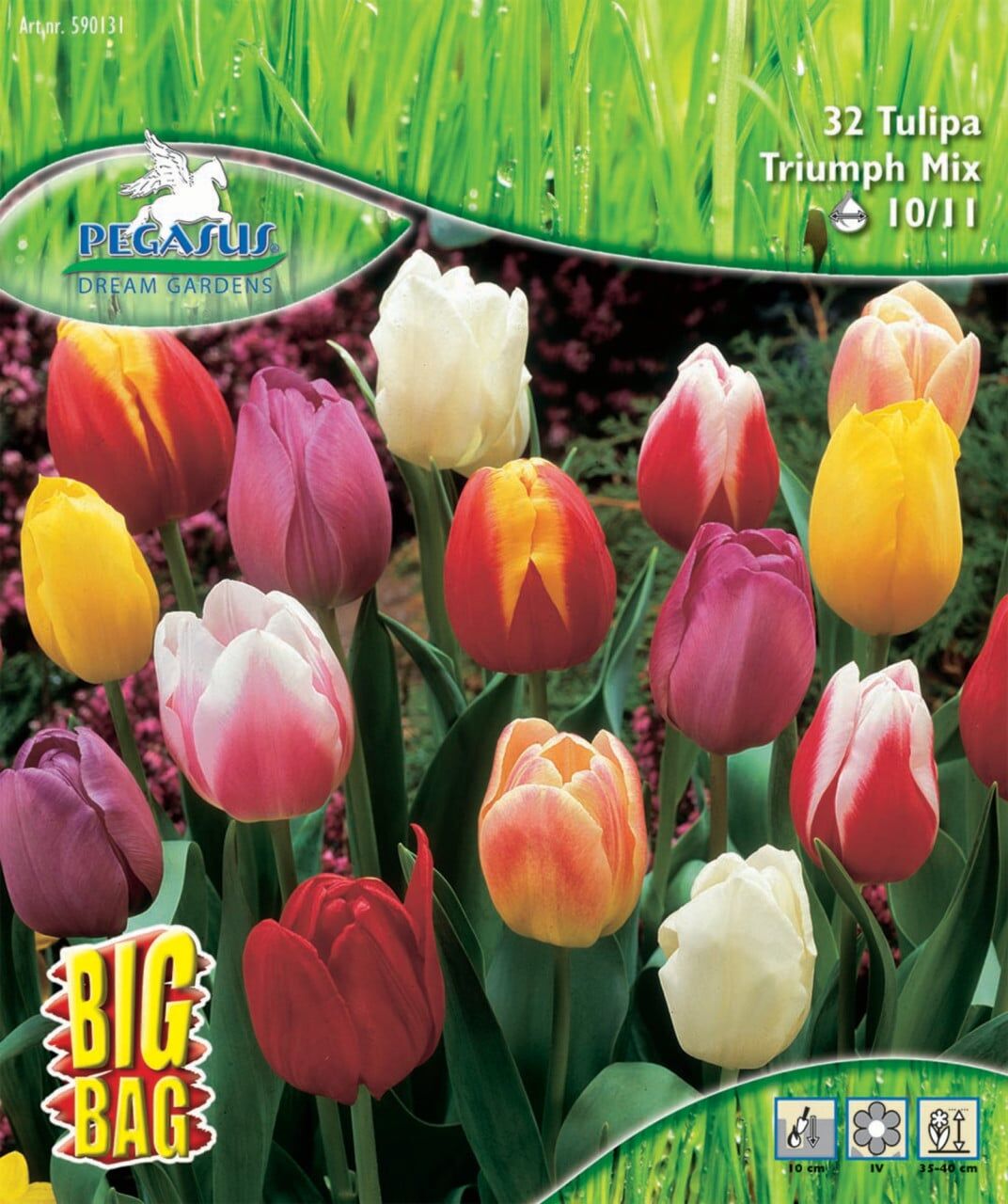 Pegasus Herbstblumenzwiebel Big Bag Triumph Tulpe Mischung 32 Stück