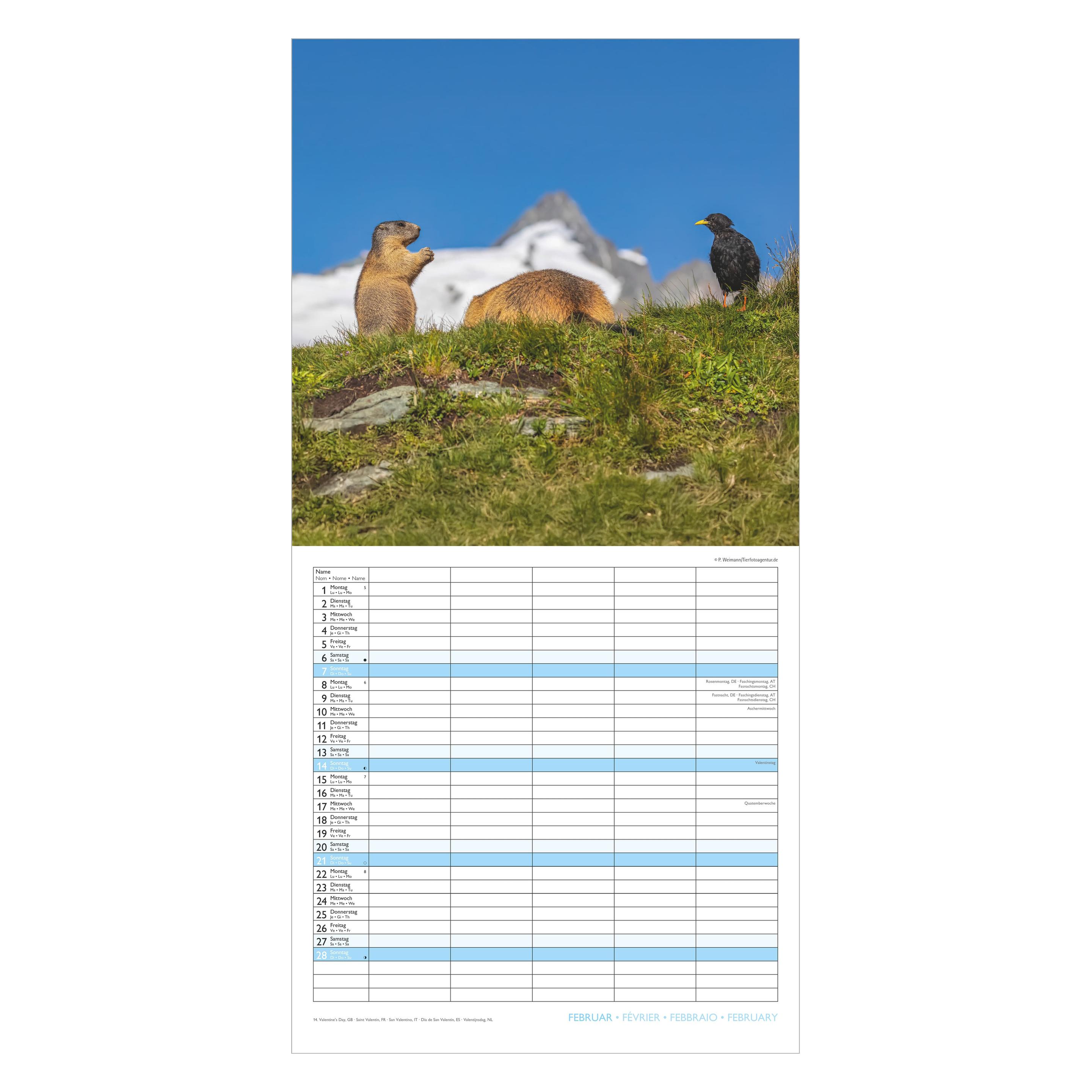 Alpha Edition Familienplaner Beste Freunde 2027 (30x30cm) (161702)
