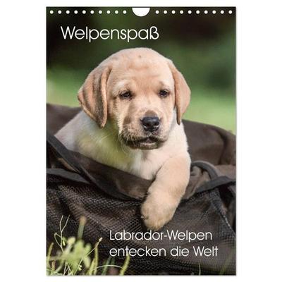 Welpenspaß - Labrador Welpen entdecken die Welt (Wandkalender 2026 DIN A4 hoch), CALVENDO Monatskalender