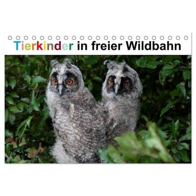 Tierkinder in freier Wildbahn (Tischkalender 2026 DIN A5 quer), CALVENDO Monatskalender