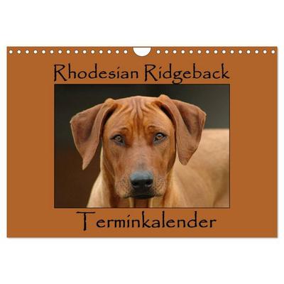 Rhodesian Ridgeback Terminkalender (Wandkalender 2027 DIN A4 quer), CALVENDO Monatskalender