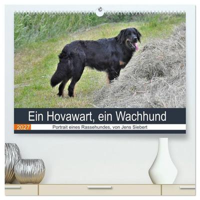 Ein Hovawart, ein Wachhund (hochwertiger Premium Wandkalender 2027 DIN A2 quer), Kunstdruck in Hochglanz