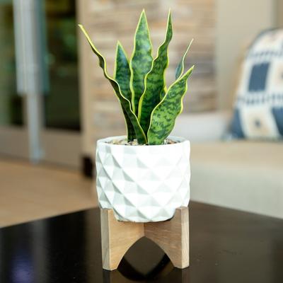Flora Bunda "12.5""H Artificial Plant Fake plant in Ceramic on Stand - ONE-SIZE"