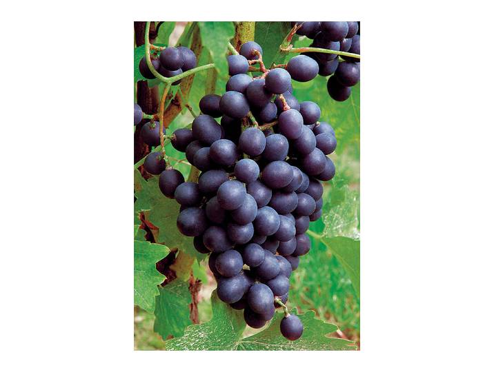 Weinrebe Muscat 60-100cm inklusive Topf