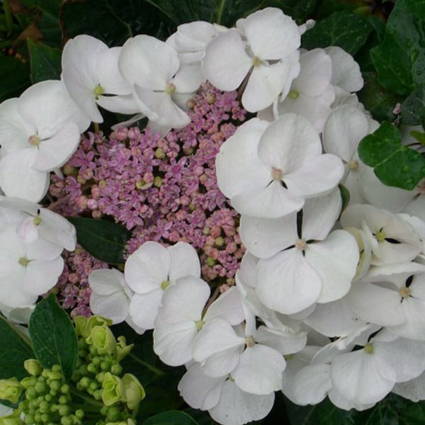 2 x Hortensia Hydrangea macrophylla Libelle in pot