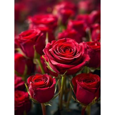 CALVENDO Puzzle Rote Rosen in voller Blüte | 1000 Teile Lege-Größe 64x48cm Foto-Puzzle für glückliche Stunden, Sonstige von , Calvendo Puzzle