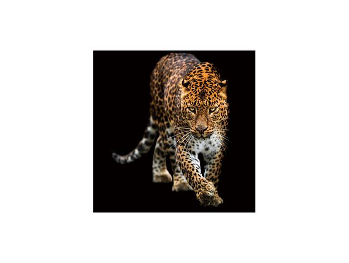 Glasbild „schleichender Leopard“ 100 x 100 cm Multicolor Crea Collection