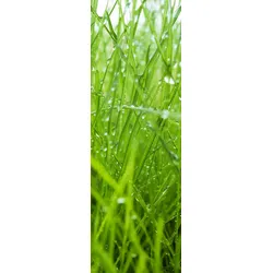 XIMAX Paneelheizkörper P1 Plan Print mit Mittenanschluss, 1800 x 595 mm, Motiv P1 Gras, 1088 Watt - P1 (Gras) - 1800x595x63 mm, 893 Watt