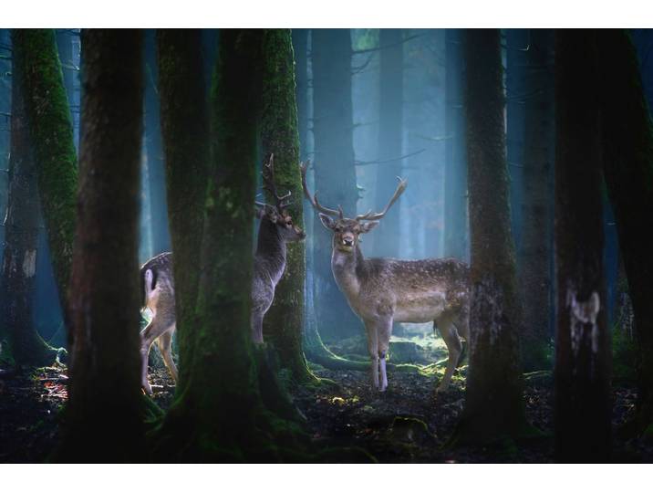 Fototapete PAPERMOON Photo-Art PATRICK AUREDNIK, REHE , bunt, B:3m L:2,23m, Vlies, Tapeten, Fototapete