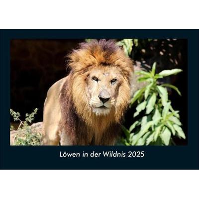 Löwen in der Wildnis 2025 Fotokalender DIN A4