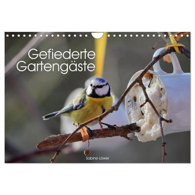 Gefiederte Gartengäste (Wandkalender 2026 DIN A4 quer), CALVENDO Monatskalender