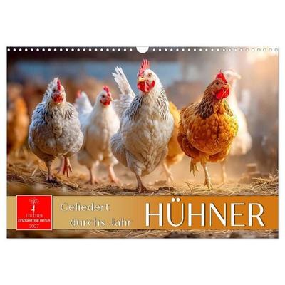 Hühner - gefiedert durchs Jahr (Wandkalender 2027 DIN A3 quer), CALVENDO Monatskalender