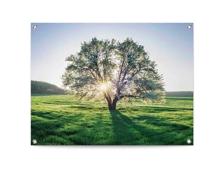 Poster REINDERS Baum in der Morgensonne , grün (farbe bild(er): grün), B:80cm H:60cm T:0,1cm, Leinwand, Bilder, Poster, Outdoor für Garten oder Balkon