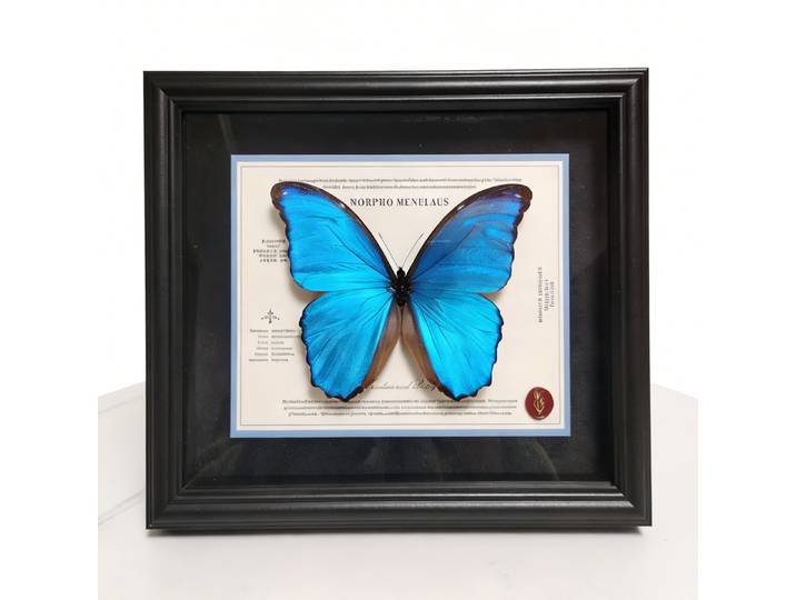 Taxidermie de papillon Morpho bleu encadrée, véritable spécimen Morpho Menelaus dans une boîte à ombre en bois, décoration murale gothique pour la maison, cadeau idéal