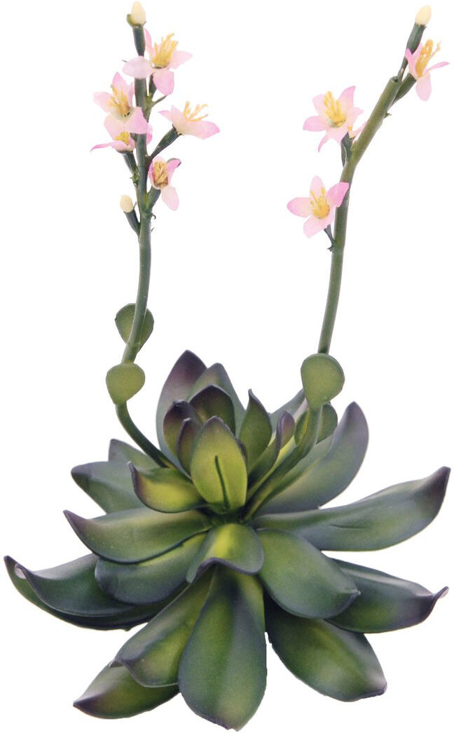 Europalms Steinrose (Eva), Pink, 32cm