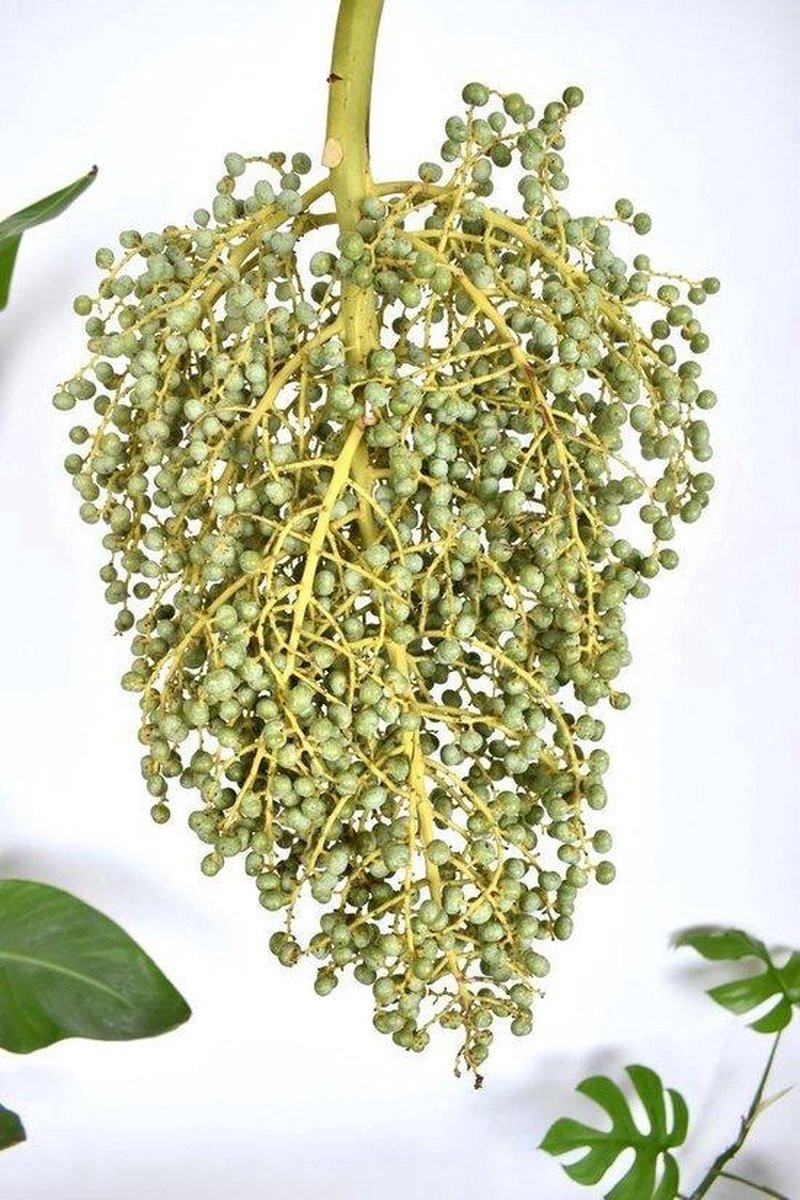 Verse dadeltakken - 1 kg - Droogbloemen om zelf te drogen