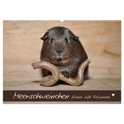 Meerschweinchen - Kleine süße Fellnasen (Wandkalender 2027 DIN A2 quer), CALVENDO Monatskalender