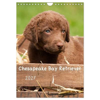 Chesapeake Bay Retriever 2027 (Wandkalender 2027 DIN A4 hoch), CALVENDO Monatskalender