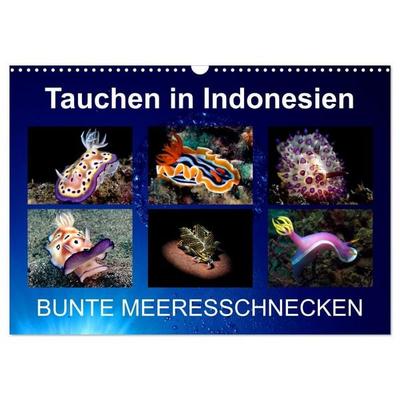 Tauchen in Indonesien - BUNTE MEERESSCHNECKEN (Wandkalender 2027 DIN A3 quer), CALVENDO Monatskalender