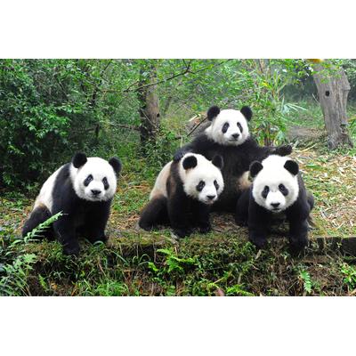 Fototapete PAPERMOON "Pandafamilie", bunt, B:3m L:2,23m, Vlies, Tapeten