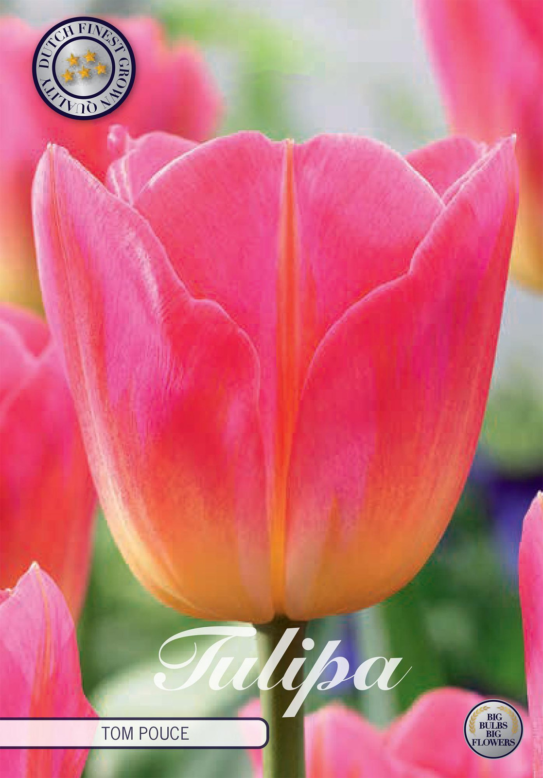 Sam van Schooten Tulpenbollen Tom Pouce (7 stuks)