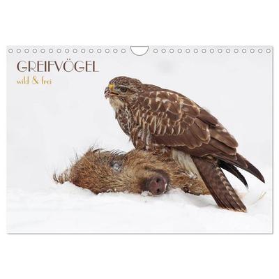 GREIFVÖGEL wild & frei (Wandkalender 2026 DIN A4 quer), CALVENDO Monatskalender