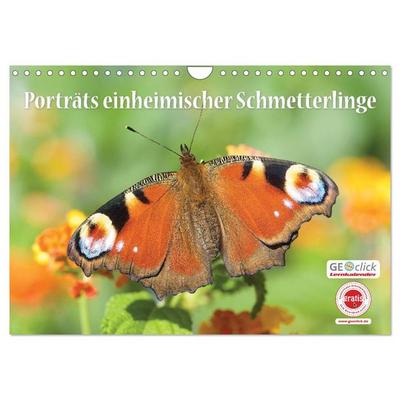 GEOclick Lernkalender: Porträts einheimischer Schmetterlinge (Wandkalender 2026 DIN A4 quer), CALVENDO Monatskalender