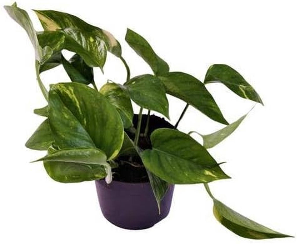 Groene kamerplant in 12 cm pot