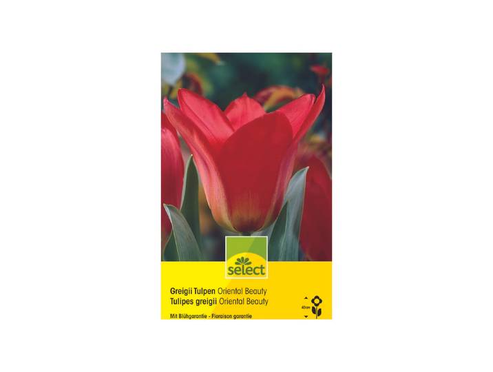 Select Blumenzwiebel Tulpen Oriential Beauty