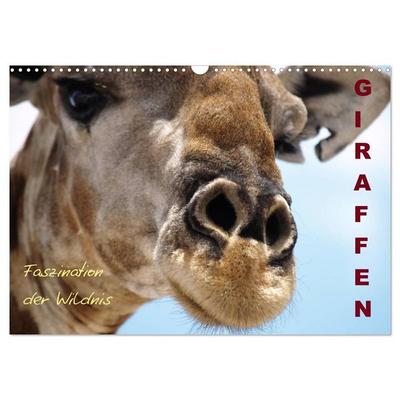 Giraffen – Faszination der Wildnis (Wandkalender 2027 DIN A3 quer), CALVENDO Monatskalender