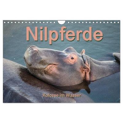 Nilpferde, Kolosse im Wasser (Wandkalender 2027 DIN A4 quer), CALVENDO Monatskalender