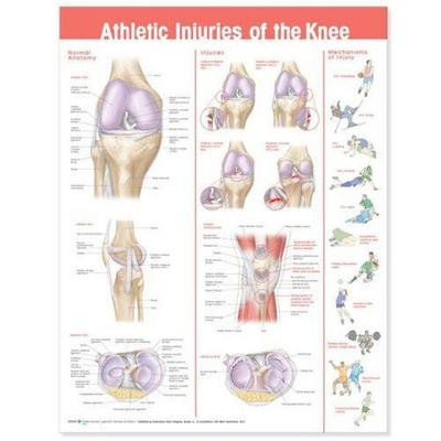 Athletic Injuries of the Knee Anatomical Chart, Nonbook von , Ingram Publishers Services, 978-0-7817-8675-1
