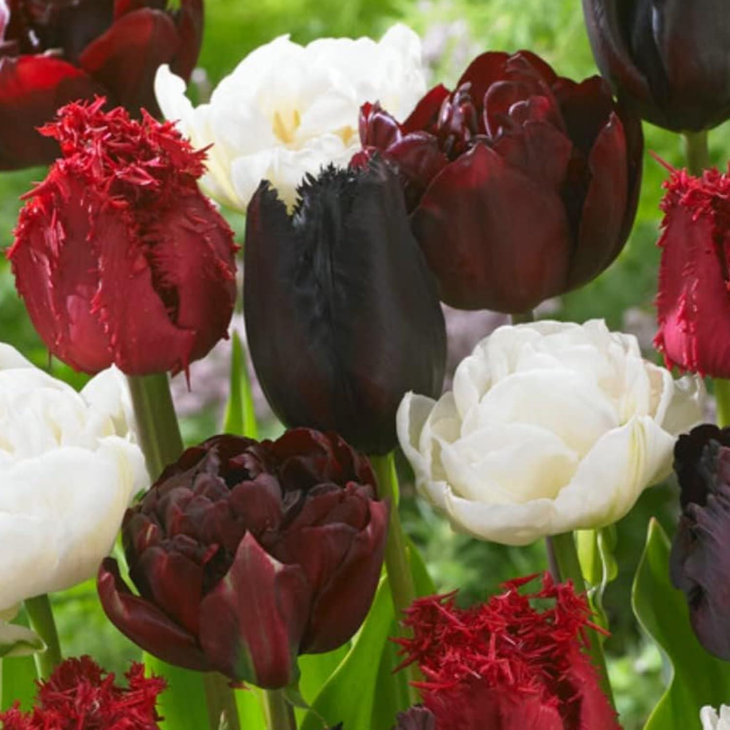 Dutch Bulbs Exclusive Plants From Holland Winterharde meerjarige tulpenbollen Bourgogne-wit mengsel - 20 stuks