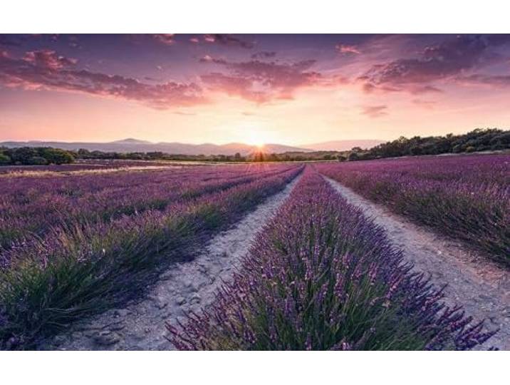 Komar Poster XXL Impression Numérique\, 450cm x 280cm\, Rêve de Lavande