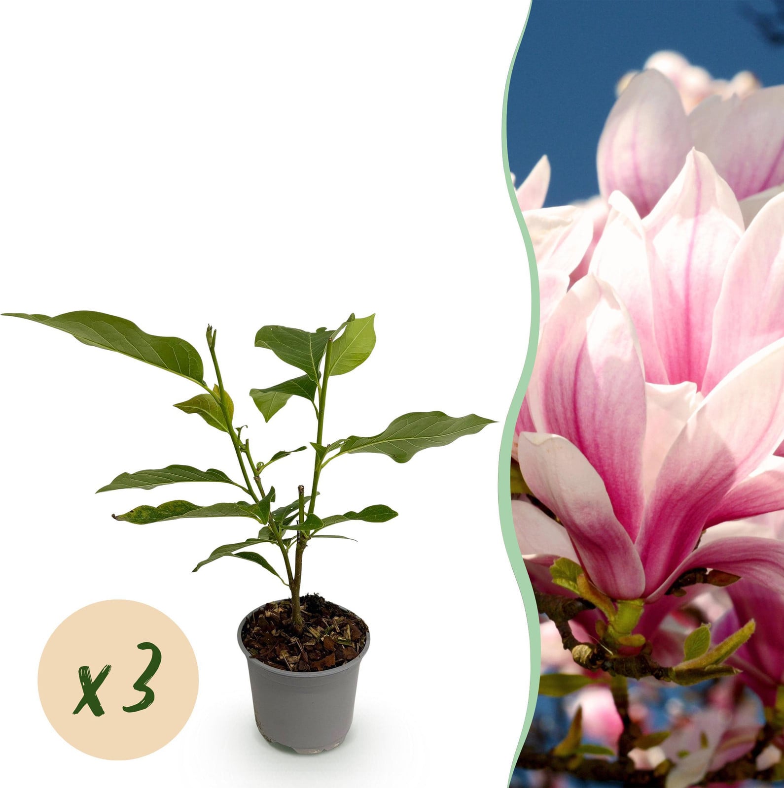 Magnolia soulangeana - Roze bloem - 3 stuks - Bladverliezend - Weinig onderhoud - Pflanzenboutique - Potmaat: 30 cm, Diameter: 12 cm