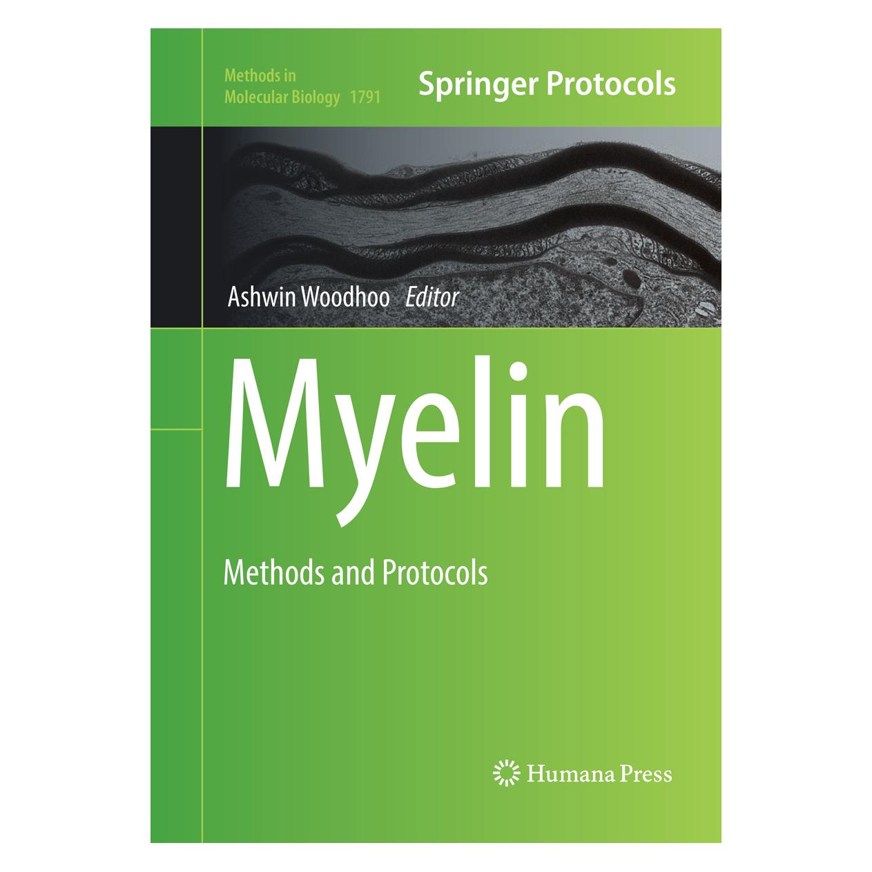 Springer Myelin (Englisch, Softcover) (56080071)