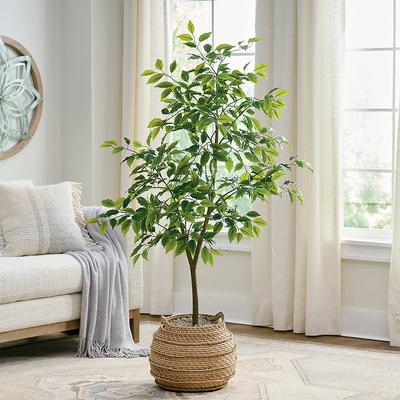 Eco Convert Ficus Tree - Grandin Road