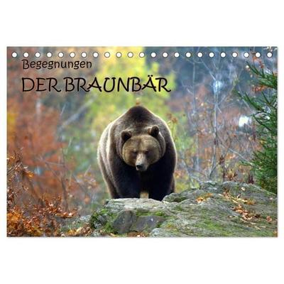 Begegnungen DER BRAUNBÄR (Tischkalender 2027 DIN A5 quer), CALVENDO Monatskalender