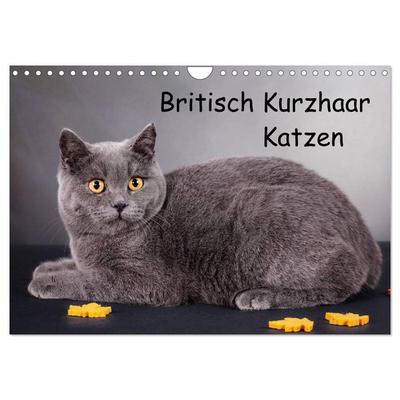 Britisch Kurzhaar Katzen (Wandkalender 2026 DIN A4 quer), CALVENDO Monatskalender