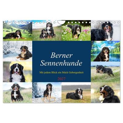 Berner Sennenhunde - Mit jedem Blick ein Stück Geborgenheit (Wandkalender 2027 DIN A4 quer), CALVENDO Monatskalender