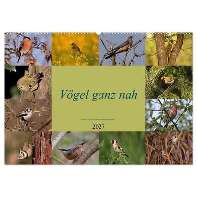 Vögel ganz nah (Wandkalender 2027 DIN A2 quer), CALVENDO Monatskalender