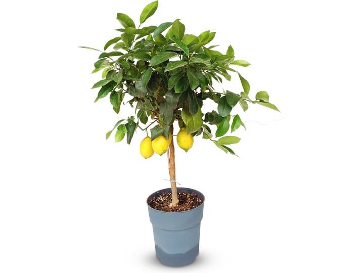 Sunny Tree - Citroenboom 90 cm - Citrus Limon - 3 Jaar Oud - Citrusboom in 10L Pot - Voor Binnen en Buiten
