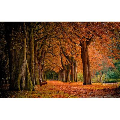 Fototapete PAPERMOON "Parkweg", bunt, B:5m L:2,8m, Vlies, Tapeten